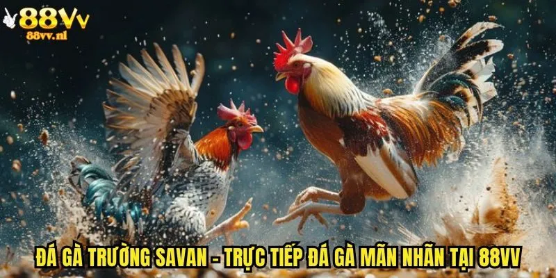 Đá gà trường savan